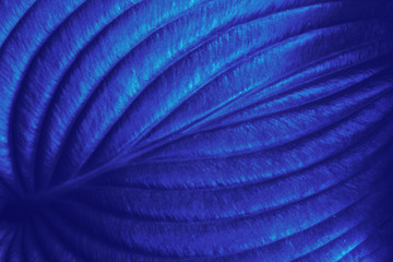 Plant leaf texture. Abstract blue nature background - 219106656