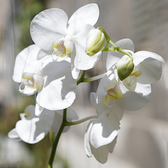 Naklejka na ściany i meble Several white orchids in a greenhouse