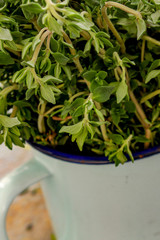 preparing fresh herb thyme