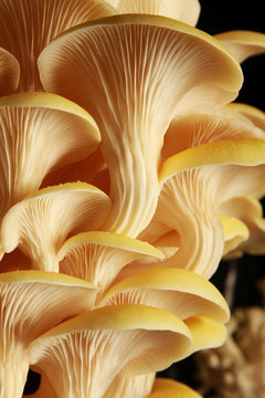 fresh uncooked mushrooms