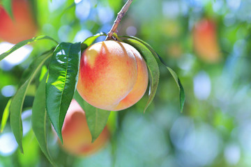Ripe peach close-up with peach orchard in the background.