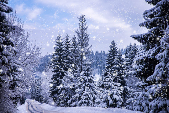 Fototapeta Christmas winter landscape, spruce and pine trees covered in snow on a mountain road
