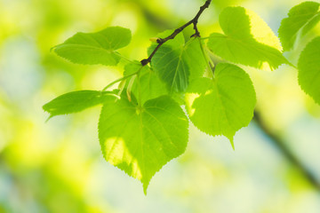 Beautiful green fresh leaves on tree. Nature leaf foliage background