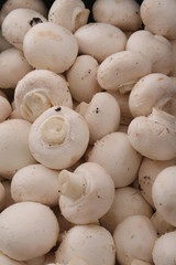 fresh uncooked mushrooms