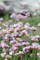 Obraz premium Armeria Maritima