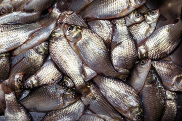 Fototapeta premium fresh caught carp is a huge pile and covers the entire space