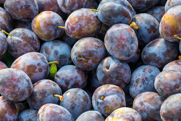 Topview background from organic Plums or damson, own garden or market