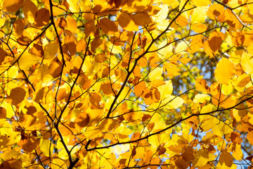 Naklejka na ściany i meble Background of yellow autumnal branches