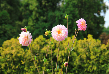summer riot of flowers