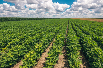 Soybean crop landscape with stunning clouds in background