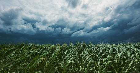 Windstorm in maize crop field