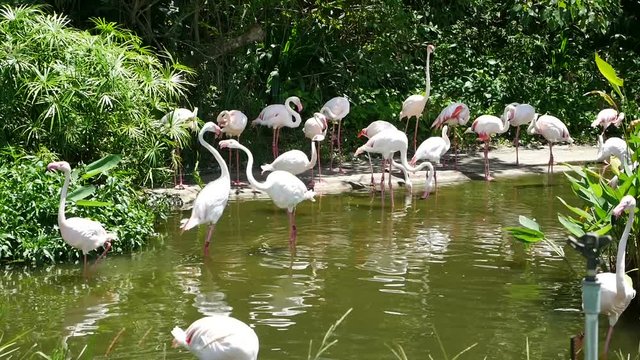 Greater Flamingo fighting.