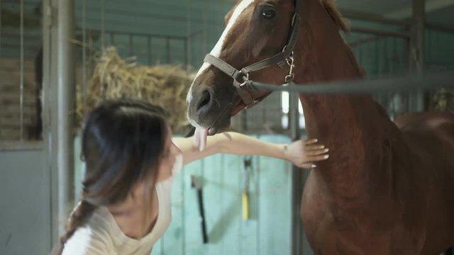 A young woman is combing and caressing her horse in a stable