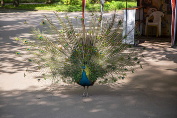 peacock