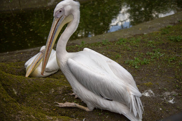 Pelican in nature