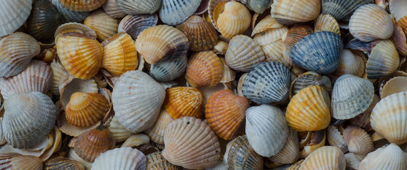 SHELLS panor