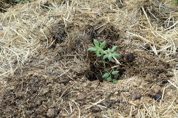 Young potato plant with brass
