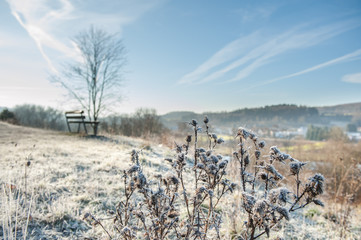 Mit Raureif überzogene Distel vor Winterlandschaft mit blauem Wolkenhimmel am Schönrain in...