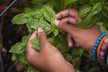 potted basil black female hands
