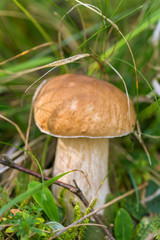 Boletus edulis edible mushroom in the forest