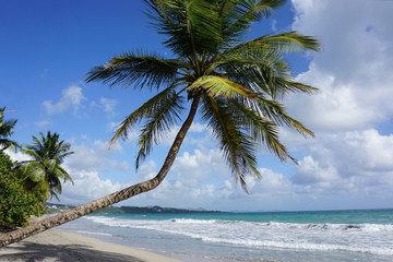 Paradise beach at Martinique in the caribbean ocean