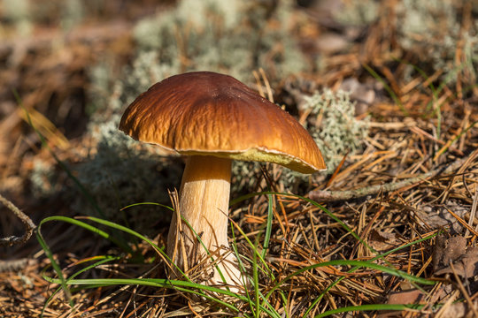 Edible brown mushroom (Leccinum scabrum) grow in the woods
