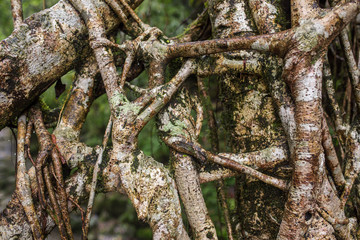 Living roots bridge close up view, Meghalaya, India. This bridge is formed by training tree roots...