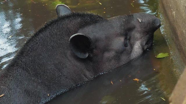 tapir at the zoo