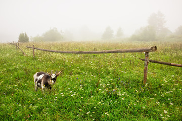 Foggy summertime landscape, black and white goat is grazing in the foreground