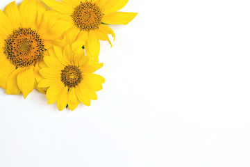 Yellow sunflowers on white background with copy space.