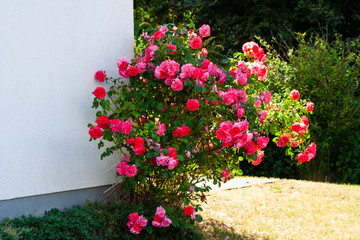 Roter Rosenbusch an einer weißen Hausmauer im Sommer