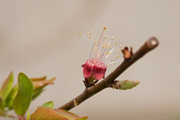Close-up of apricot withered blossom.