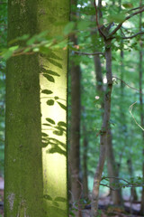 Blätter werfen Schatten auf einen Baumstamm