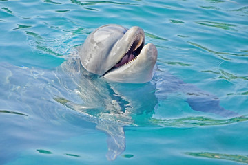 happy dolphin emerged from the water. swimming with marine animals.