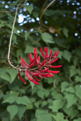Erythrina herbacea