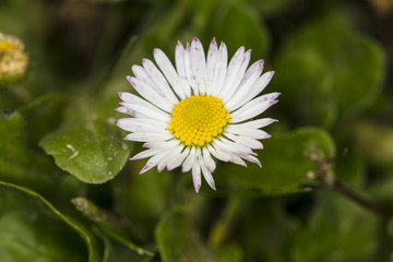 Fototapeta premium daisy among clovers, close up