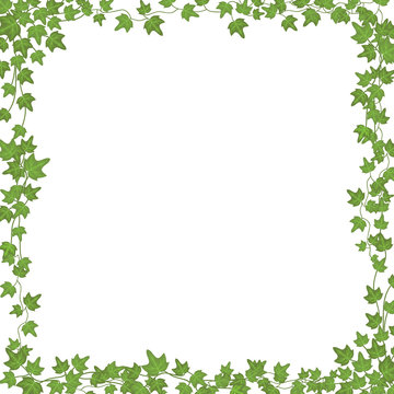 Ivy vines with green leaves. Floral vector rectangular frame isolated on white background