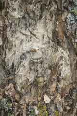 tree bark, close up, macro picture 