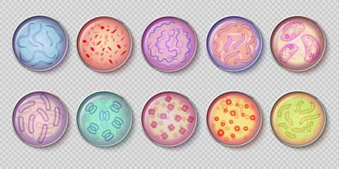 Bacteriology gram negative bacteria culture and penicillin moss in petri dish glassware, top view. Vector set