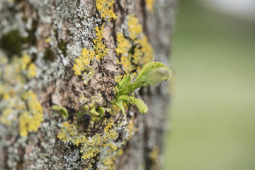 small leaf on the tree