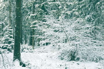 Frozen tree branch in winter forest.