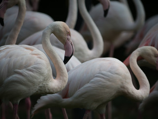 Group of pink Flamingos