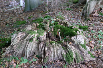 Vermodeter Baumstumpf