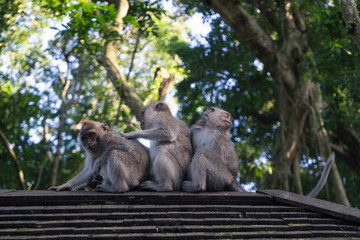 Ubud Sacred Monkey Forest