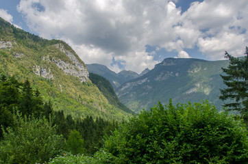 Fototapeta na wymiar Triglav National park forest
