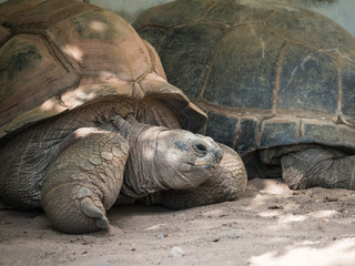  giant tortoise turtle