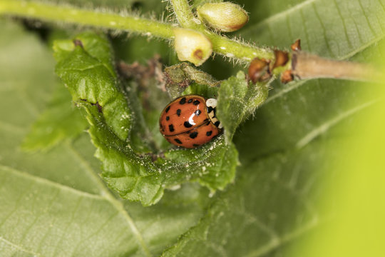 little ladybug on a green leaf