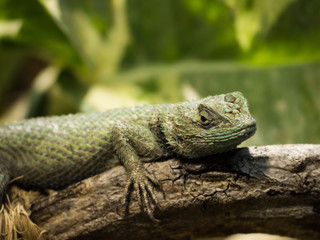 Green Spiny Lizard