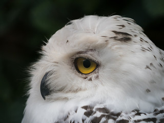 Obraz premium Snowy Owl Bird