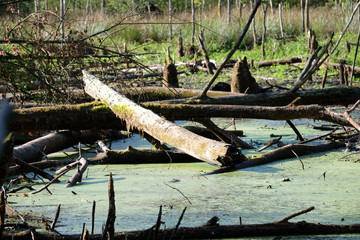 Ausgetrockneter Waldsee